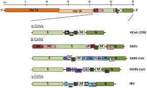 Wahan is the word which is called in hindi for there. Coronaviruses An Overview Of Their Replication And Pathogenesis Springerlink
