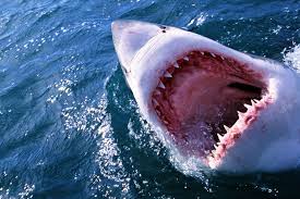 Image result for shark fish