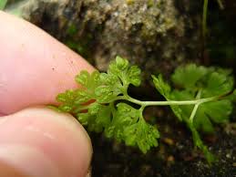 Image result for Anogramma leptophylla