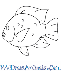 Linear icon tilapia, ocean perch, sardine, anchovy, . How To Draw A Tilapia