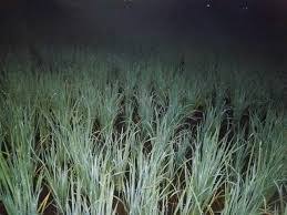 Pengaturan air pada tanaman padi sawah. Betul Ke Orang Zaman Dulu Ada Yang Tanam Padi Waktu Malam Ini Penerangannya Soscili