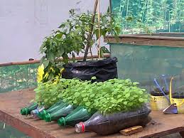 Memiliki kebun sayur sendiri memang sangat menyenangkan. Rumah Pangan Lestari Solusi Pekarangan Masa Kini Pak Tani Digital