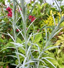 Image result for Gomphostigma