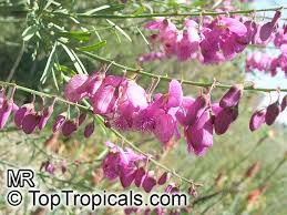 Image result for Polygala capillaris