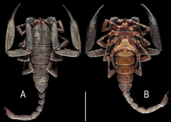 New scorpion species discovered in Thailand's mountains | Miami Herald