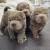 Shar Pei Fluffy Pomeranian Dog