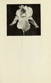 Image result for Grissette Brown Deep 1931 Lincoln