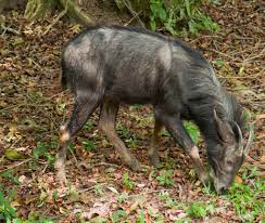 Kambing gurun di malaysia, jalan aring, kenyir. All Sizes Kambing Gurun Flickr Photo Sharing