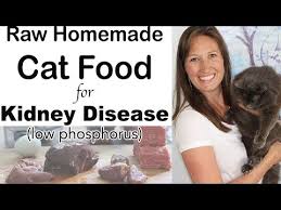 cat food for kidney disease t