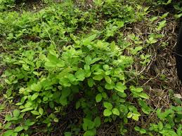 Image result for Teramnus