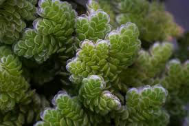 Image result for Azolla pinnata