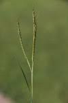Image result for Dichanthium aristatum