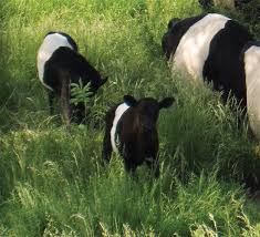 Black And White Cow Breeds Keeping Heritage Breeds Animals Farm Animals Cow