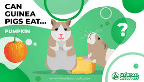 It's low in calories and high in fiber. Can Guinea Pigs Eat Pumpkin We Re All About Pets