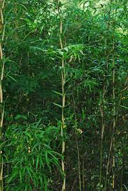 It is in leaf all year. River Cane Arundinaria Gigantea Inaturalist Ca