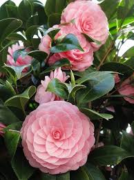 Japanese Camellia Beautiful Flowers Flowers Pink Flowers