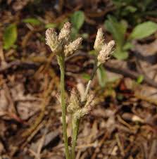 Image result for Nicolasia nitens