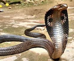 Hier kommen die drei giftigsten schlangen der welt. Die Todlichsten Schlangen Der Welt Crowdyfan