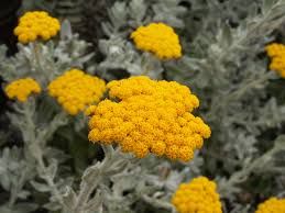 Image result for Helichrysum aureo-nitens