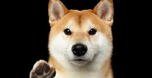 Details on how to acquire this token, tokenomics and incentives will this no cost method allows any shiba inu member to help rescue shiba inus by simply using smile.amazon.com when they place orders and put their preferred. Wo Man Shibacash Kauft Die Neue Hunde Meme Coin Bitcoinmag