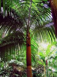 Image result for Acanthophoenix