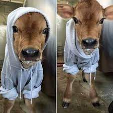 Baby cow wearing a hat. 150 Cattle Ideas In 2021 Cattle Farm Animals Cow