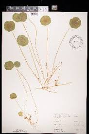 Image result for Astropanax goetzenii