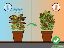 Transfer your plant to its new pot without disturbing the roots. How To Care For A Croton Plant With Pictures Wikihow