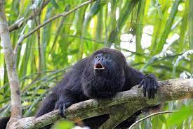 Black Howler Monkey Howling Howler Monkey Monkey Animals