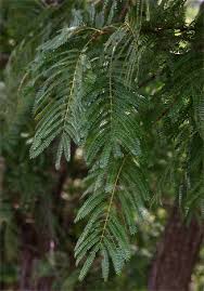 Image result for Acacia amythethophylla