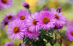 More Than Mums: Fall Perennial Blooms — Dodge County Master Gardeners