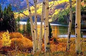 Birch Trees In Colorado Luv The White Birch Trees Landscape Scenic Aspen Trees