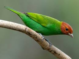 Image result for Bertiera angusiana