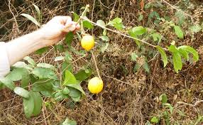 Image result for Landolphia