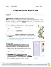 Explain how you found your answer. Buildingdnase Docx Name John Torres Date Student Exploration Building Dna Vocabulary Double Helix Dna Enzyme Mutation Nitrogenous Base Nucleoside Course Hero