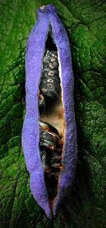Maybe you would like to learn more about one of these? Purple Seed Pod Seed Pods Seeds Seed Pots