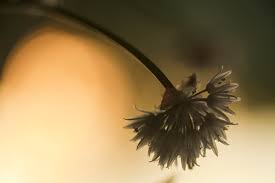Papel De Parede Por Do Sol Jardim Ramo Inseto Azul Castanho Canone Laranja Bokeh Folha Flor Goldenhour Borrao Asa Linda Luz Fechar Se Macro Fotografia Invertebrado Bela Linda 5616x3744 758993