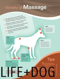 Massage Reflexology For Dogs Jeanne Foguths Blog