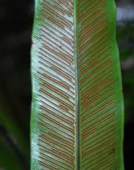 Image result for Vittaria reekmansii