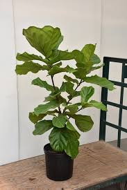 This guide is about growing figs. Fiddle Leaf Fig Ficus Lyrata In Philadelphia Bucks County Montgomery Harleysville Pennsylvania Pa At County Line Nursery