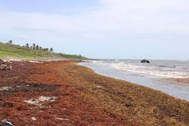 The Caribbean Is Drowning In Seaweed, But Entrepreneurs Are Saving It