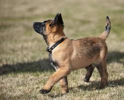 The malinois, the groenendael, the tervuren, and the malinois originated near the town of malines several centuries ago, though the. Belgian Malinois Full Profile History And Care