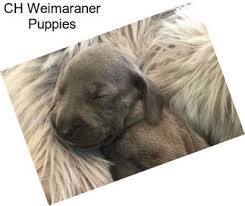 Are there akc inspected labrador retrievers in tennessee? Hunting Dogs Gun Dogs For Sale In Chattanooga Agriseek Com