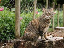 Unser bewährtes und praxiserprobtes abwehrmittel gegen katzen mit neuartiger wirkstoffformel wirkt nachhaltig und zugleich schonend, ohne mensch. Katze Aus Dem Garten Verscheuchen Harmlose Hausmittel