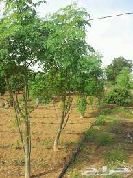 وتسخدم المورينجا كغذاء مكمل لأمراض سوء التغذية. Ø´Ø¬Ø±Ø© Ø§Ù„Ù…ÙˆØ±ÙŠÙ†Ø¬Ø§ Ø§Ù„Ù‡Ù†Ø¯ÙŠØ©