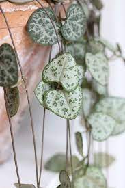 Urban Jungle Bloggers Plants And Art Plants House Plants Planting Flowers