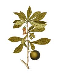 Check spelling or type a new query. Crescentia Cujete Calabash Tree Pfaf Plant Database