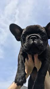 Browse photos and descriptions of 1000 of oregon bulldog puppies of many breeds available right now! Black French Bulldog Puppy Now Living In Oregon Black Bulldog French Living Oregon Puppy Bulldog Puppies French Bulldog Puppies Puppies