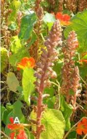 Image result for Orobanche minor