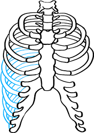 Check out our rib cage drawing selection for the very best in unique or custom, handmade pieces from our digital shops. How To Draw Rib Cage Ribcage Drawing Clipart Full Size Clipart 5334670 Pinclipart